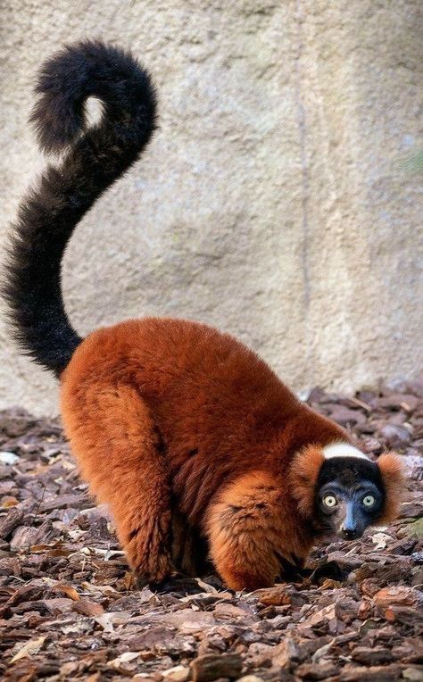 Animals Preschool Crafts, Red Ruffed Lemur, Wallpaper Woodland, Ruffed Lemur, Fursona Ideas, Animals Preschool, Animal Reference, Crafts Preschool, Animal References