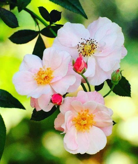 Flower Reference, Virtual Flowers, Rose Pictures, Rose Vase, Rose Photography, Beautiful Rose Flowers, Flower Photography, Wild Rose, Wild Roses