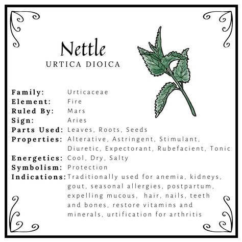 Nettle Leaf Witchcraft, Orris Root Magical Properties, Nettles Benefits, Nettle Leaf Tea Benefits, Nettle Leaf Benefits, Nettle Tea Recipe, Eclectic Paganism, Nettle Tea Benefits, Nettle Benefits