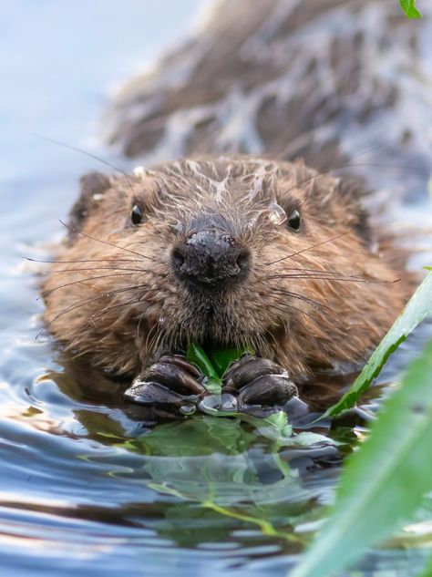 Happy beaver kit | Smithsonian Photo Contest | Smithsonian Magazine Beaver Reference, Beaver Cute, Beaver Wallpaper, Cute Beaver Pictures, Nature Aesthetic Animals, Beaver Aesthetic, River Animals, Reference Photos Nature, Forest Animal