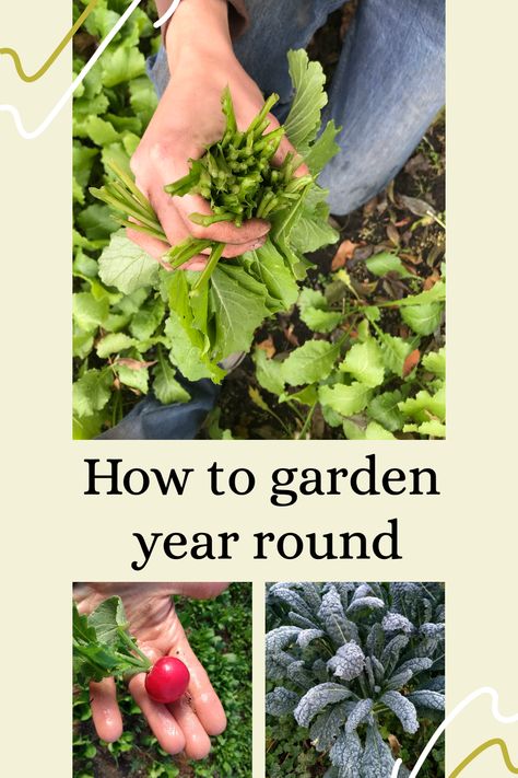 Learn how to grow vegetables in the winter garden. Winter Homesteading, Winter Vegetable Garden, How To Grow Vegetables, Growing Vegetables In Pots, Winter Vegetable, Beginner Gardening, How To Garden, Winter Vegetables Gardening, Winter Gardening