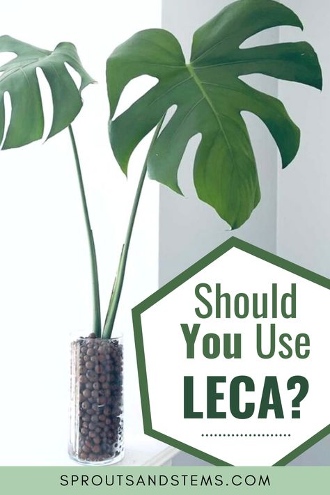 Lecca Balls Plants, Leca Balls For Indoor Plants, Clay Balls For Plants, Leca Balls For Plants, Leca House Plants, Leca Plants, Semi Hydroponics, House Tree Plants, Homemade Hydroponics