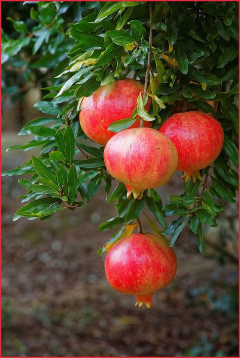 Pomegranate Pictures, Aesthetic Fruits, Fruit Bearing Trees, Vegetable Painting, Botanical Sketchbook, Fruits Photos, Fruits Images, Fruit Photography, Beautiful Fruits