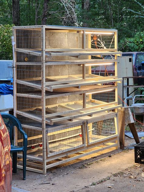 Quail Farm, Poultry Farm Buildings, Quail Pen, Quail House, Baby Chicks Raising, Raising Quail, Mystic Mountain, Dust Bath, Handyman Projects