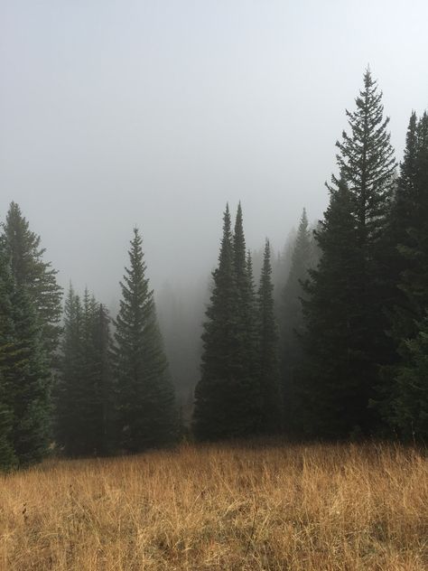 Dark Naturalism, Pine Trees Forest, Forest Pictures, Tree Forest, Pine Forest, Dark Forest, Nature Aesthetic, Wildlife Photography, Dark Aesthetic