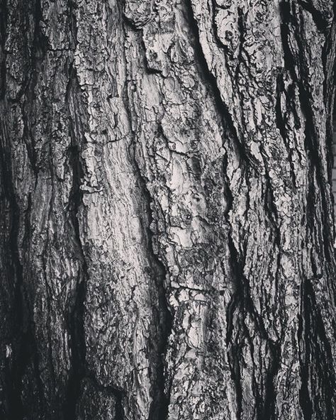 Pine Bark A lovely texture spotted in the garden From my Instagram Feed Related Posts: Eucalyptus Bark In Macro via Instagram Pine bark abstract via Instagram Pine Needles In The Sun via Instagram Pine needle macro photo via Instagram Fan palm in the sun via Instagram Pine Bark, Tree Garden, Fan Palm, Macro Photos, Pine Needles, Tree Bark, Modern Country, Country Art, Vintage Country