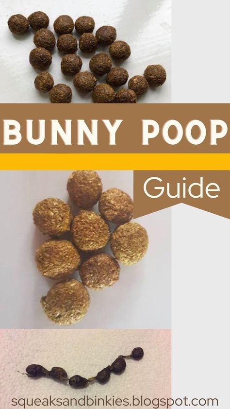 Diy Bunny Treats Recipes, Rabbit Treats Homemade, Rabbit Diet Chart, Rabbit Poop Guide, Diy Rabbit Treats, Bunny Treats Homemade, Homemade Rabbit Treats, Rabbit Pellets, Rabbit Diet