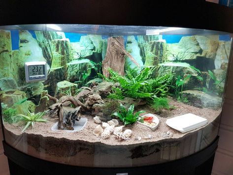 Unique Aquariums, Crabitat Ideas, Hermit House, Hermit Crab Cage, Pet Necessities, Hermit Crab Homes, Crab Habitat, Unusual Pets, Hermit Crab Habitat