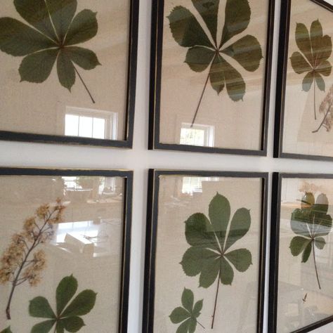 CREED: Framing Pressed Leaves East Coast House, Pressed Botanical Art, Leaf Art Diy, Fern Art, Coast House, Chestnut Tree, Leaf Projects, Framed Leaves, Pressed Botanicals