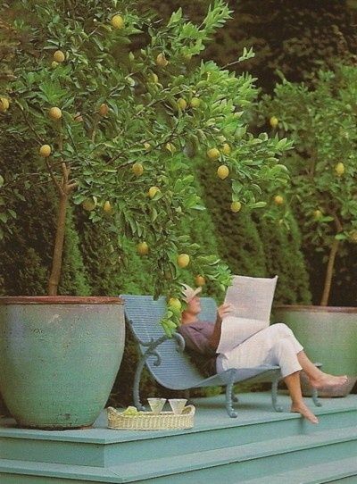 * Meyer Lemon Tree, Lemon Trees, Citrus Trees, Lemon Tree, Outdoor Rooms, Dream Garden, Fruit Trees, Outdoor Patio Furniture, Garden Inspiration