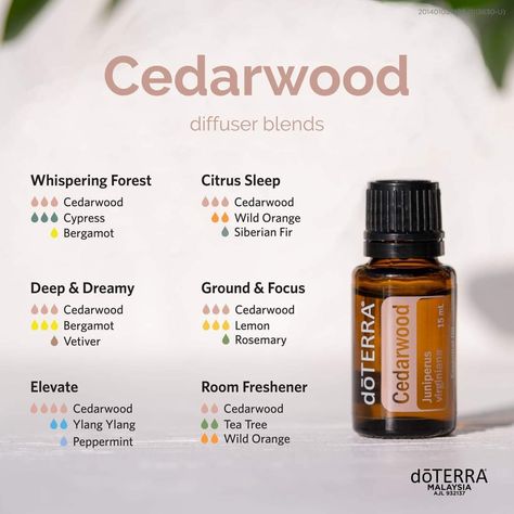 Woody Essential Oil Blends, Lavender Cedarwood Essential Oil Blend, Cedar Essential Oil Blends, Cedar Wood Essential Oil Uses, Ceaderwood Essential Oil Benefits, Cedar Wood Essential Oil Blends, Sandlewood Essential Oil Blends, Earthy Essential Oil Blends, Mahogany Teakwood Essential Oil Blend