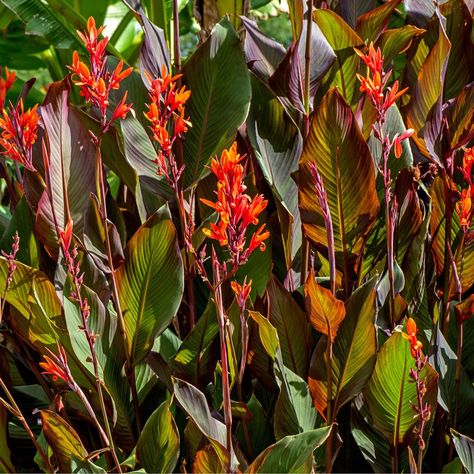 How to overwinter canna lilies in pots so your flowers make a big summer comeback Canna Bulbs, Canna Lilies, Japanese Painted Fern, Canna Lily, Easy Plants To Grow, Overwintering, Easy Care Plants, How To Store, Free Plants