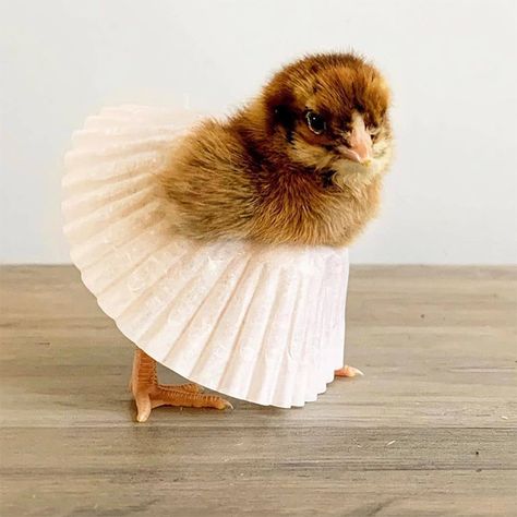 Cupcake Liner Tutus: This Summer's Chick Fashion Sensation Showgirl Chickens, Chicks With Cupcake Liners, Chicks Aesthetic, Chicks Wearing Cupcake Liners, Cupcake Skirt, Baby With Chicks Photography, The Cookin Chicks, Cute Animal Memes, Animal Icon