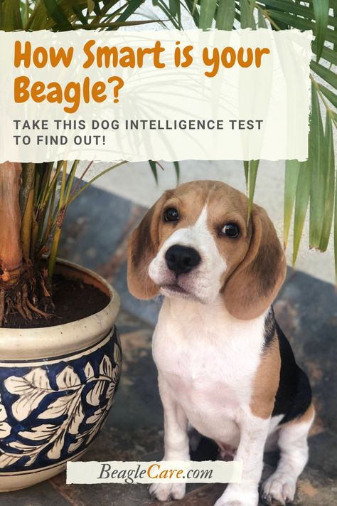 Beagle Dog Facts, Beagle Facts, Baby Beagle, Cypress Knees, Adoptable Beagle, Dog Enrichment, Cute Beagles, Corgi Funny, Mini Monster