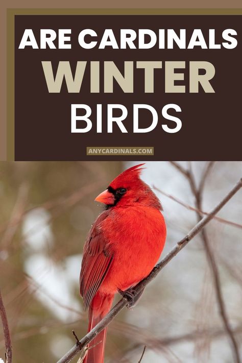 Are Cardinals Winter Birds Cardinals In Winter, Winter Birds, Kinds Of Birds, Winter Bird, The Originals Characters, Cardinal Birds, Red Bird, Nature Wildlife, Backyard Birds