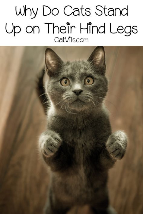 Why do cats stand on their hind legs? (6 Reasons Why) - CatVills Cat Tricks, Dog Tricks, Cat Hacks, Siamese Kittens, Furniture Scratches, Cat Stands, Cat Care Tips, Dog Hacks, Cat Training