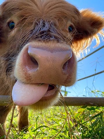 Pet Cows, Baby Farm Animals, Fluffy Cows, Cow Pictures, Cute Small Animals, Cute Animals Puppies, Funny Animal Photos, Cute Cow