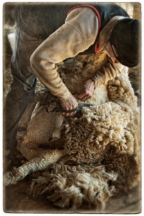 The Thorn Birds, Sheep Shearing, Greensboro North Carolina, Sheep Farm, Sheep And Lamb, Green Pasture, Down On The Farm, The Sheep, The Shepherd