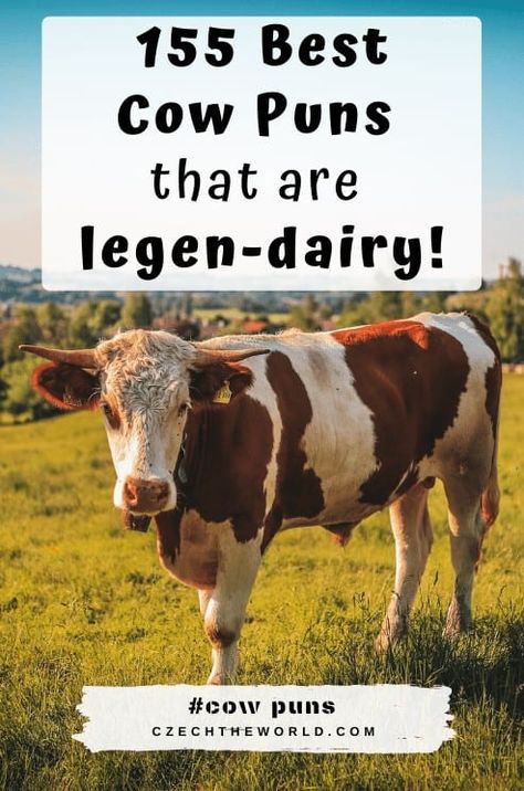 155 Best Cow Puns and Cow Jokes that are legen-dairy! Cows Quotes, Cow Jokes, Deja Moo, Farm Jokes, Cow Facts, Cow Puns, Cow Tales, Cow Quotes, Cow Names