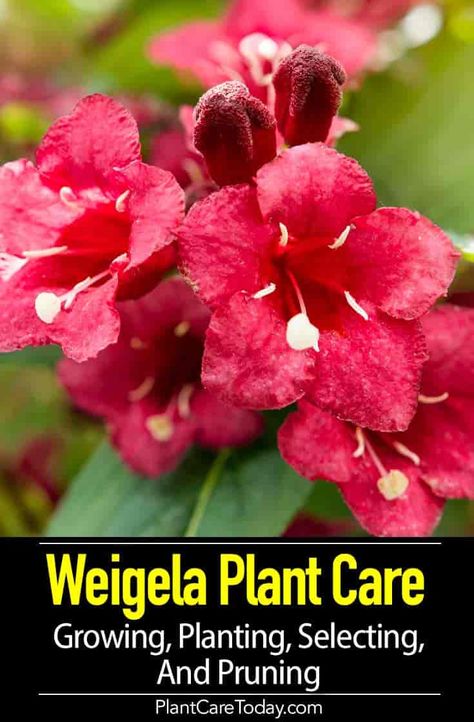 The Weigela plant may seem old-fashioned but still serves as one great addition to any garden setting. Plant, Grow and Care of Weigela. [LEARN MORE] Sloped Landscaping, Weigela Bush, Flowers House, Small Backyards, Top Flowers, Gardening Techniques, Perennial Herbs, Garden Shrubs, Garden Types