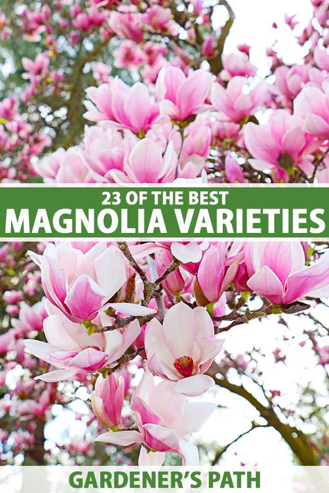 There are hundreds of magnolia species and even more hybrids and cultivars out there, so choosing the perfect one for your needs can be difficult. Learn about 23 of the best magnolia varieties, from petite shrubs to massive trees, and everything in between, now on Gardener's Path. #magnolias #landscape #gardenerspath Magnolia Tree Front Yard, Magnolia Tree Landscaping, Magnolia Plant, Japanese Magnolia Tree, Jane Magnolia Tree, Magnolia Shrub, Saucer Magnolia Tree, Magnolia Bush, Cottage Landscaping