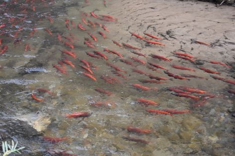 Kokanee Salmon, Red Salmon, Utah Adventures, Fall Activity, Adventure Family, Salmon Run, Church Camp, Camping Signs, Lake Fishing