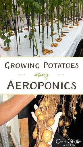 Growing potatoes using aeroponics Indoor Farm, Hydro Gardening, Hydroponics Gardening, Grow Potatoes, Aquaponics Diy, Hydroponic Farming, Hydroponics Diy, Hydroponic Growing, Permaculture Design