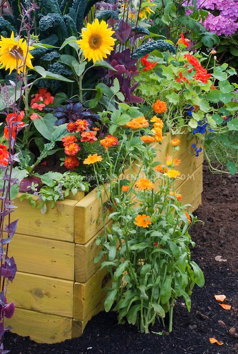 Sunflowers, calendula, veggies, marigolds, kale, raised bed and garden soil Sunflowers In Vegetable Garden, Marigold Garden, Vegetable Garden Soil, Crate Bed, Bed Full, Potager Garden, Flower Stock, Sunflower Garden, Flower Garden Design