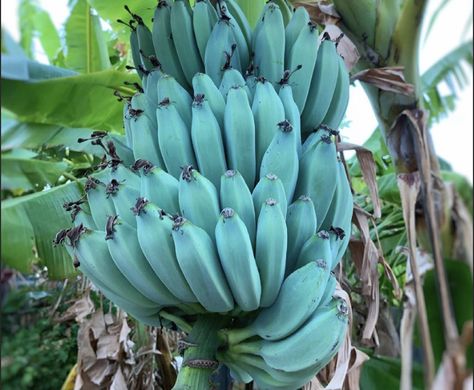 Blue Java: the astonishing blue banana that tastes like vanilla Java Bananas, Blue Java Banana, Fae Garden, How To Grow Bananas, Blue Fruits, Small Tomatoes, Blue Banana, Banana Ice Cream, Blue Food