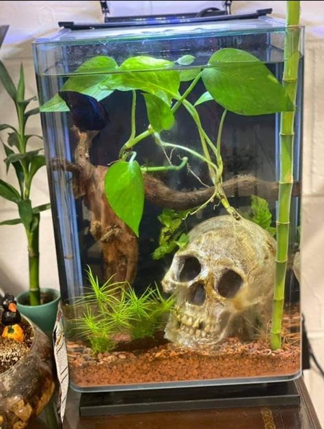 Enclosure Ideas, Betta Tank, Aquarium Ideas, Terraria, Book Authors, Fish Tank, Reptiles, Terrarium, Authors