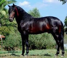 So majestic Bay Andalusian, Dark Bay Horse, Mahogany Bay, Equestrian Helmets, Equestrian Helmet, Big Horses, Bay Horse, Types Of Horses, Andalusian Horse