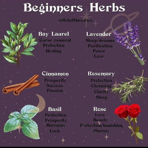 Belneus on Instagram: "Beginning herbs for use in the craft. Repost from @witchoftheashes #witch #witchcraft #witchesofinstagram #roses #lavender #rosemary #baylaurel #basil #cinnamon #herbs #herb #magic #ritual #magic #rituals" Rosemary Witchcraft Uses, Herb Magic, Magic Ritual, Roses Lavender, Ritual Magic, Magickal Herbs, Witch Herbs, Medical Herbs, Lavender Rosemary