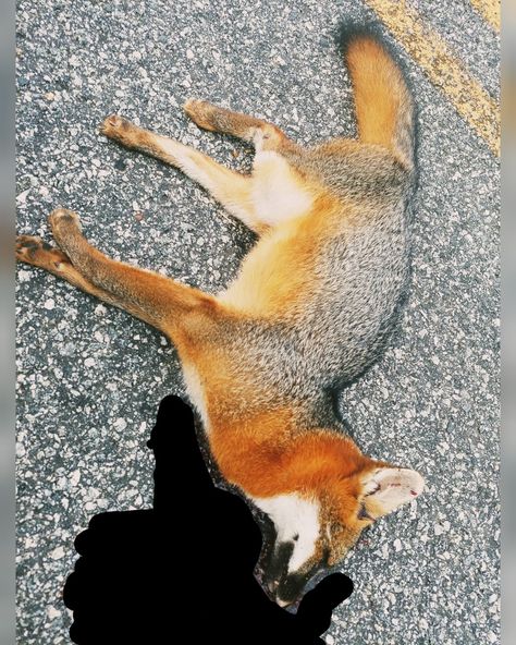 Scavenged Adult Grey Fox. Roadkill recycling at its most beautiful (and least smelly) point. Roadkill Art, Ancient Egypt Pyramids, Sustained Investigation, Egypt Pyramids, Evolution Art, Road Kill, Vulture Culture, Grey Fox, Ap Art