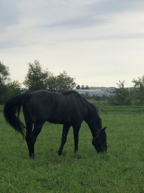 Cute Horse Pictures, Big Friends, Horse Videos, Horse Aesthetic, Black Horses, Thoroughbred Horse, Dressage Horses, Pretty Animals, Horse Life