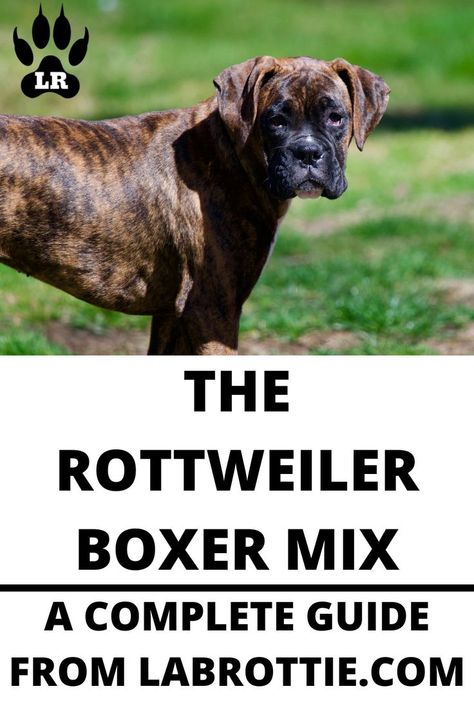 The Rottweiler Boxer Mix is a powerful yet loving dog breed, and therefore a novice owner should not own this breed. An experienced and well-versed person who has owned a head-strong dog breed before is needed- Rottweiler Mix Puppies, Boxer Mix Puppies, Mastiff Dog Breeds, Boxer Dog Breed, Rottweiler Mix, Mastiff Dogs, Dog Training Advice, Dog Mixes, Boxer Mix