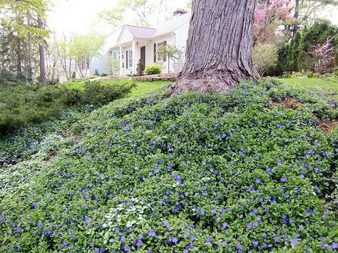 Vinca minor, periwinkle, under large shade tree - -Beautifulcataya Periwinkle Ground Cover, Ground Cover Plants Shade, Ground Cover Shade, Vinca Minor, Plants Under Trees, Broadleaf Evergreen, Ground Covering, Invasive Plants, The Secret Garden