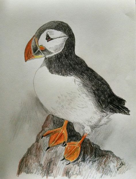 How To Draw A Puffin, Puffin Drawing, Puffin Rock Coloring Pages, Puffin Watercolor, Puffin Acrylic Painting, Atlantic Puffin Drawing, Atlantic Puffin, Puffins Bird, Pencil Techniques