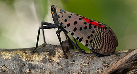 Worried about the #InvasiveSpecies spotted lanternfly? This new map shows where it is most likely to thrive if given the chance... Far reaching economic damage if SLF becomes widely established in the US. #Conservation #Landscaping #Trees #Agriculture Fly Costume, Lantern Fly, Spotted Lanternfly, Ceramic Dogs, Flying Lantern, Landscaping Trees, Citizen Science, Invasive Species, Get Outside