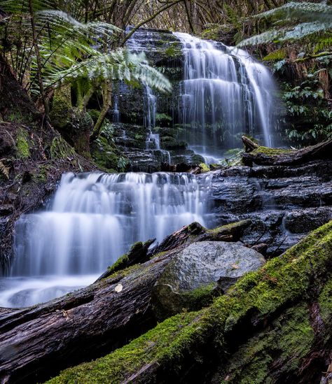 200+ waterfalls await you in #Tasmania - here are 10 to visit in Southern… Tasmania Road Trip, Tasmania Hobart, Tasmania Travel, Forest Falls, Falling Water, Australian Capital Territory, Aquatic Life, Small Waterfall, Beautiful Waterfalls