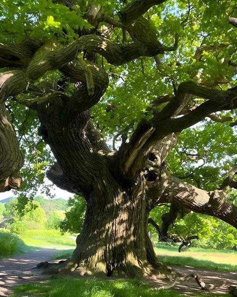 Old Trees Aesthetic, Bonsai Tree Tattoos, Trees Aesthetic, Types Of Trees, Shady Tree, Meditation Garden, Landscape Concept, Old Trees, Woodland Scene