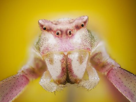 Pink Crab Spider | Hasan Jasem | Flickr Crab Spider, Crab, Photography, Animals, Pink