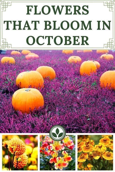 Flowers That Bloom in October Flowers In Season October, Flowers Available In October, Fall Landscaping Front Yard Flower Beds, Fall Cut Flower Garden, Flowers That Bloom In Fall, October Flowers In Season, Fall Wedding Flowers October, Grow Your Own Wedding Flowers, Fall Flowers To Plant