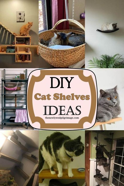 20 DIY Cat Shelves Ideas Diy Cat Shelves, Floating Cat Shelves, Katt Diy, Cat Climbing Wall, Chat Diy, Kat Diy, Cat Wall Shelves, Diy Cat Tree, Cat Wall Furniture