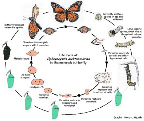 Life Cycles Butterfly Information, Raising Butterflies, Butterfly Metamorphosis, Backyard Birds Sanctuary, Butterfly Migration, Monarch Caterpillar, Butterfly Houses, Butterfly Life Cycle, Monarch Butterflies