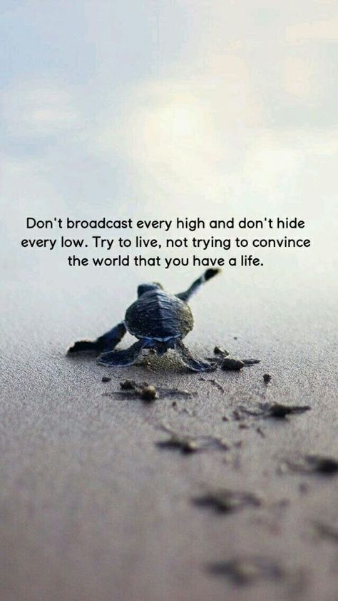 Turtles Quotes, Turtle Quotes, Hopeful Quotes, Provoke Quotes, Save The Sea, Save The Sea Turtles, Ocean Backgrounds, Search Web, Turtle Love