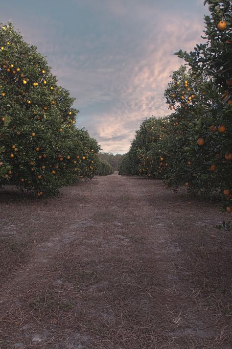 Nana Painting, Orange Groves, Orange Grove, Townhouse Designs, Castle In The Sky, Orange Tree, Ice Queen, Feature Film, Horticulture