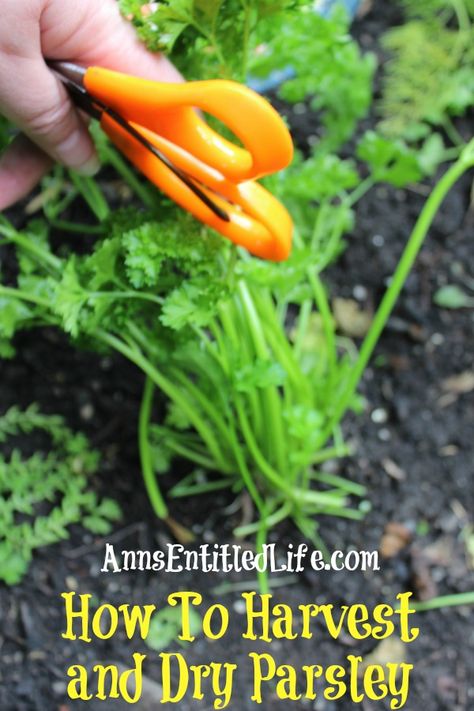 Harvesting Parsley How To, Dry Parsley How To, How To Dry Parsley In Oven, Drying Parsley In Oven, Drying Parsley Hang, Drying Parsley, Parsley Plant, Desert Arizona, Preserving Herbs