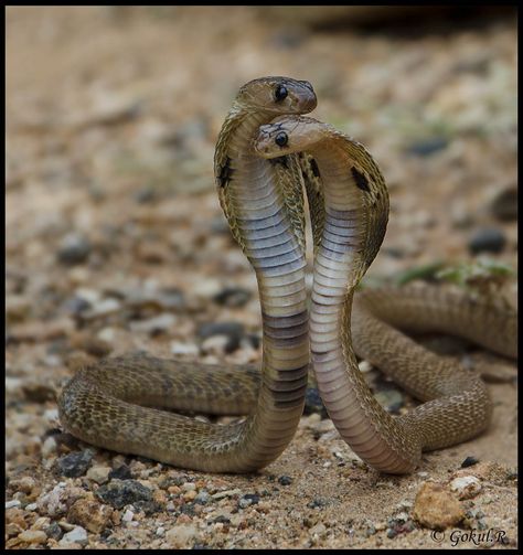 Indian cobra (Naja naja) Nike Tech Fleece Men, Indian Cobra, Funny Crab, Hand Veins, Durga Picture, Misery Loves Company, Lion Photography, Birthday Photo Banner, Cobra Snake