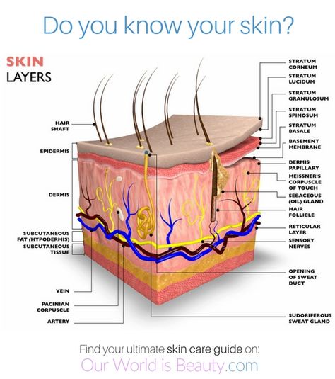 layers of the skin - Your skin is the first thing people see and mirrors the state of your health. Here is a complete guide, with cheat sheets and video's, for perfect skin #skincare #smoothskin #naturalskin Cosmetic Science, Layers Of The Skin, Skin Anatomy, Medicine Logo, Integumentary System, Skin Facts, Natural Anti Aging Skin Care, Acne Overnight, Skincare Acne