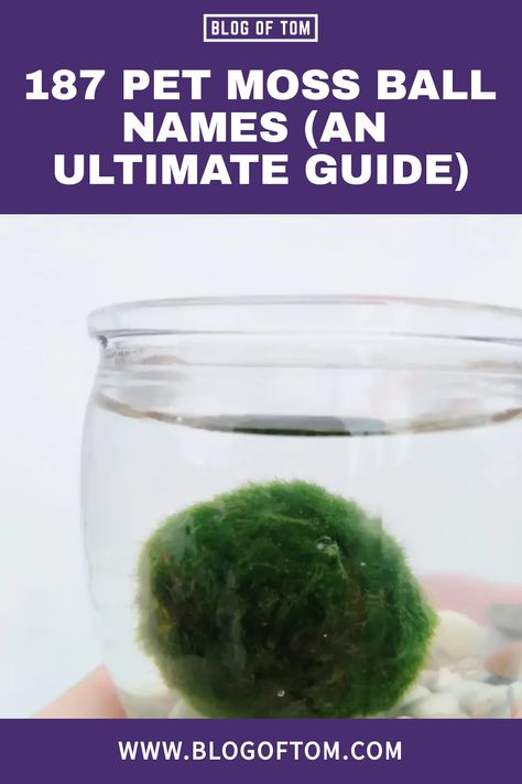 Do you have a moss ball and are looking for the perfect name for it? In this blog post, we will provide an ultimate guide to moss ball names. Moss Ball Pet, Marimo Moss Ball Aquarium, Moss Ball Aquarium, Types Of Moss, Marimo Moss, Marimo Moss Ball, Moss Ball, Green Algae, Moss Balls